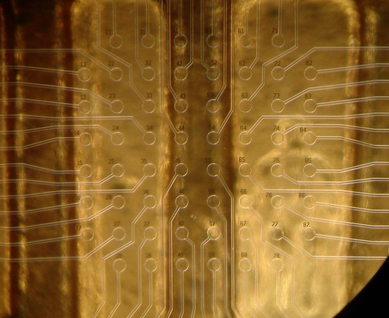 Microelectrode array under inspection