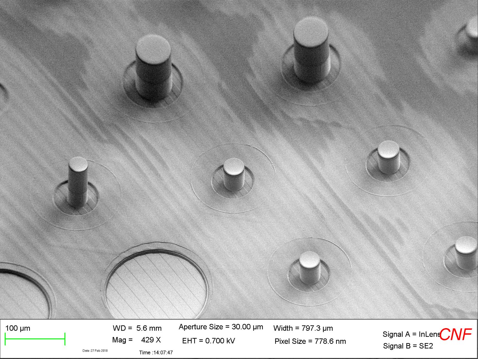 SEM of a micropost array
